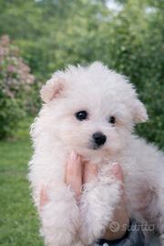 Maltipoo