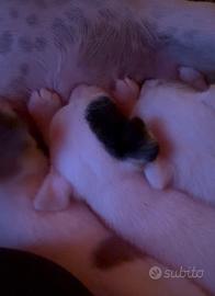 Cuccioli di jack russel puri