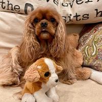 Cavalier king charles spaniel