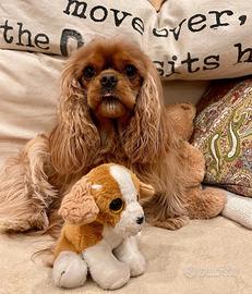 Cavalier king charles spaniel