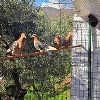 Allodole di Norimberga