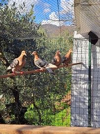 Allodole di Norimberga