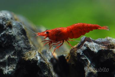 Neocaridina cherry shrimp alta qualità da acquario