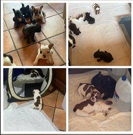 Cuccioli bulldog francese