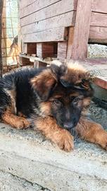 Cuccioli pastore tedesco