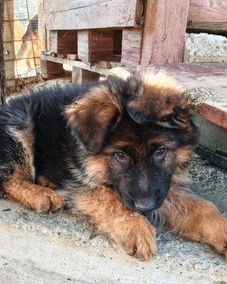 Cuccioli pastore tedesco