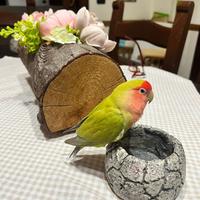 Inseparabili femmina allevato a mano