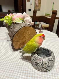 Inseparabili femmina allevato a mano