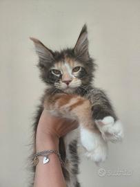 Maine coon