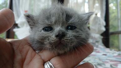 Scottish fold e straight
