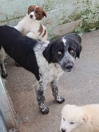 Cucciolona mix maremmano border collie