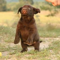 Cuccioli di Labrador - Mamma e papà Campioni