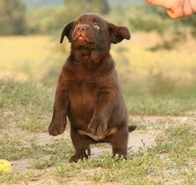 Cuccioli di Labrador - Mamma e papà Campioni