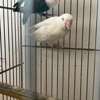 Fischer inseparabile