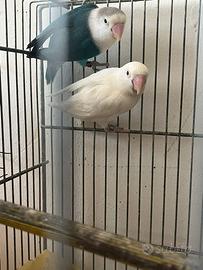 Fischer inseparabile