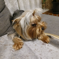 Yorkshire terrier maschio