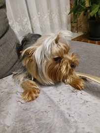 Yorkshire terrier maschio