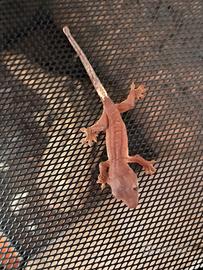 Geco Ciliatus