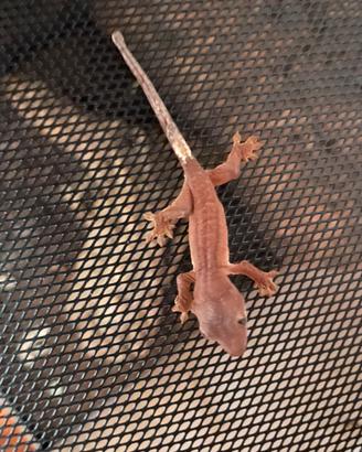 Geco Ciliatus