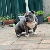 American bullyEsotica