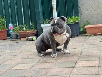 American bullyEsotica