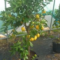 limone vaso 35 prima scelta