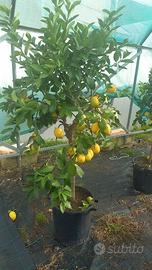 limone vaso 35 prima scelta