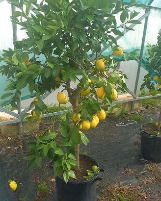 limone vaso 35 prima scelta