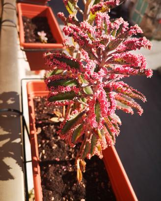 Kalanchoe pink butterfly e tubiflora 