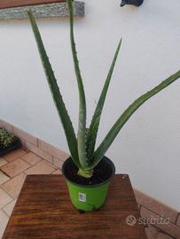 Aloe vera