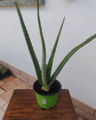 Aloe vera