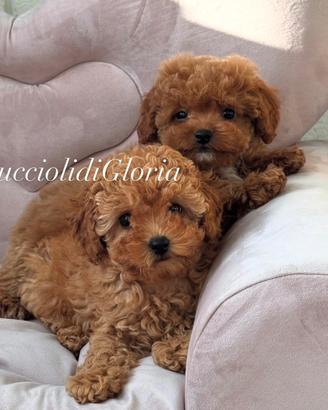 Maltipoo rossi meravigliosi