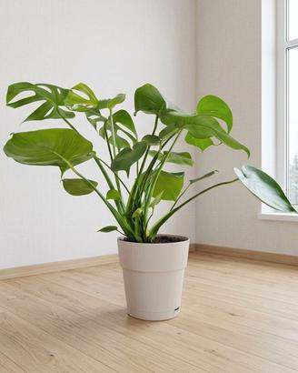 🌿 Pianta Monstera Deliciosa SPETTAC0LARE 💚