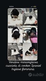 Cocker spaniel inglese