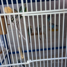 Cocorite di diversi colori