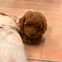 Cuccioli di Barboncino toy