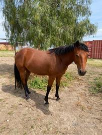Cavallo