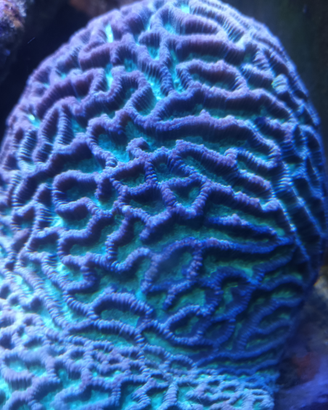 Coralli