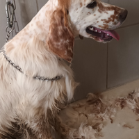Setter cucciolona pronta caccia