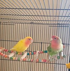 Inseparabili