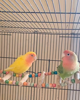 Inseparabili