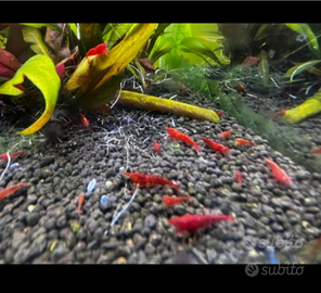 Caridine Red Sakura e Red Cherry