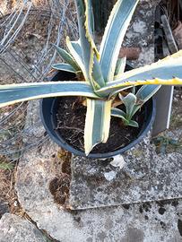 agave variegata baby