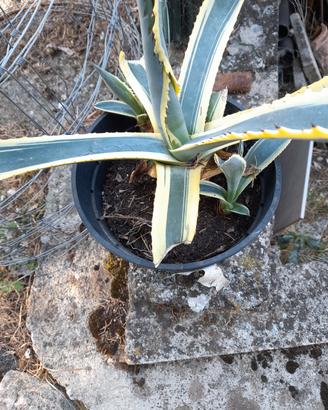 agave variegata baby