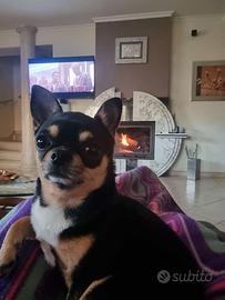 Chihuahua per monta