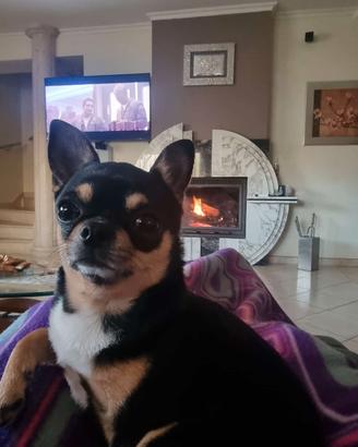 Chihuahua per monta