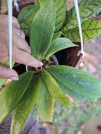 hoya piantina 