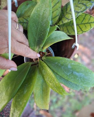 hoya piantina 