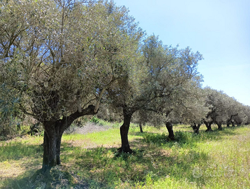 Terreno-oliveto