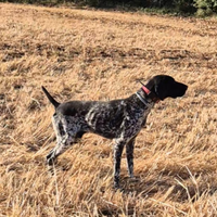 Cucciolone maschio bracco tedesco KURZHAAR